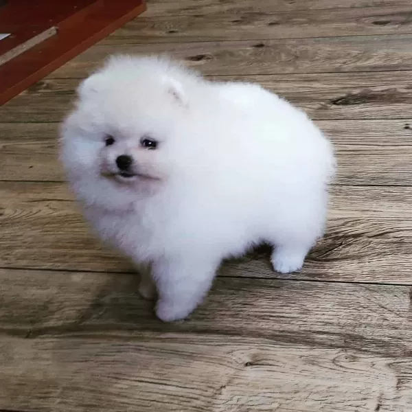 Pomeranian Boo Yavruları
