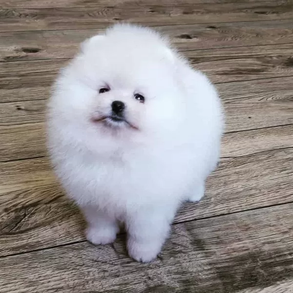 Pomeranian Boo Yavruları