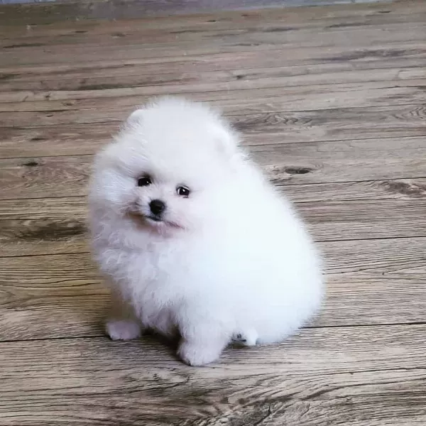 Pomeranian Boo Yavruları