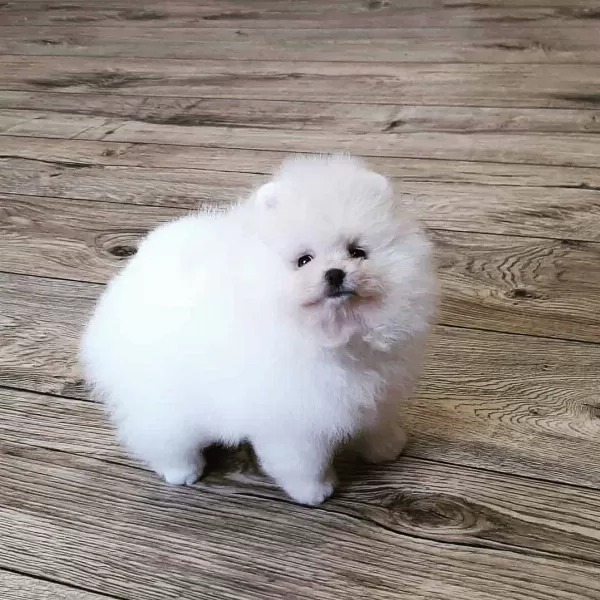 Pomeranian Boo Yavruları