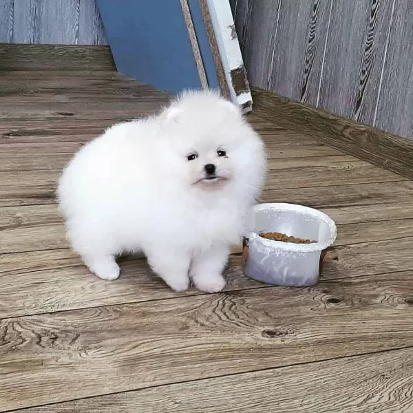 Pomeranian Boo Yavruları