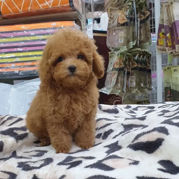 Toy Poodle Yavruları