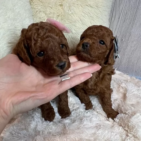 Orjinal Toy Poodle Yavruları