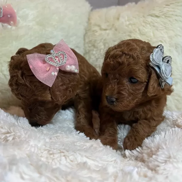 Orjinal Toy Poodle Yavruları
