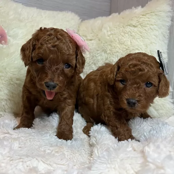 Orjinal Toy Poodle Yavruları