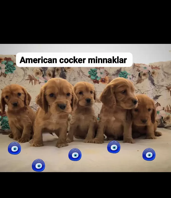 Tuvalet Eğitimli Minnaklarım...