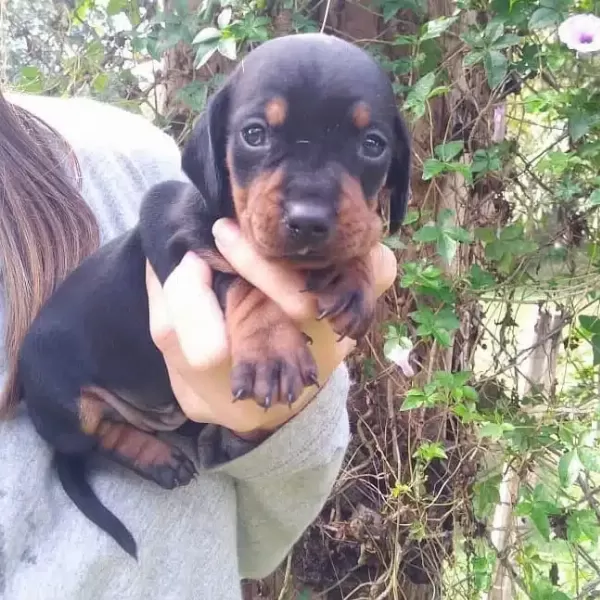 Irk Garantili Dachshund Yavruları
