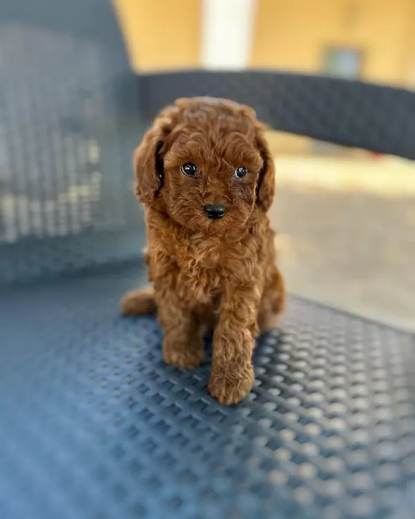 Irk Garantili Toy Poodle Yavruları