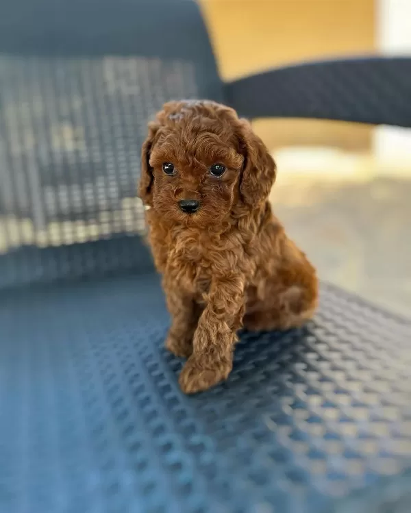 Irk Garantili Toy Poodle Yavruları