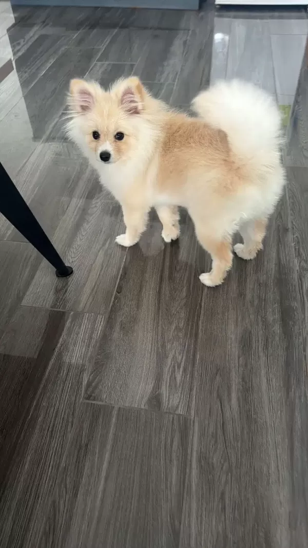 Ücretsiz Yavru Pomeranian Sahiplendirilecektir.