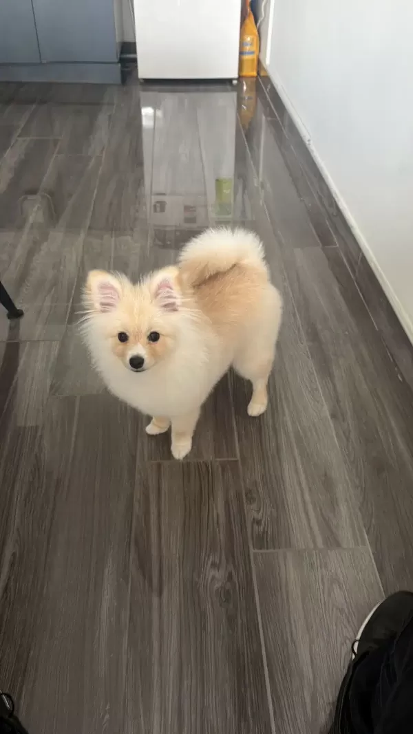 Ücretsiz Yavru Pomeranian Sahiplendirilecektir.