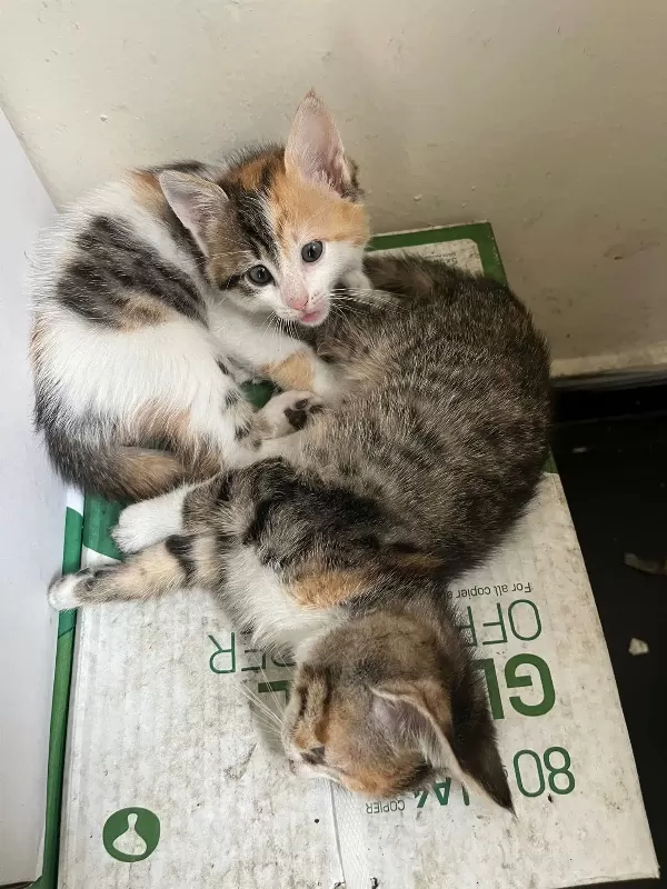 Tatlı Miniğimiz Sevgi Dolu Ailesini Bekliyor