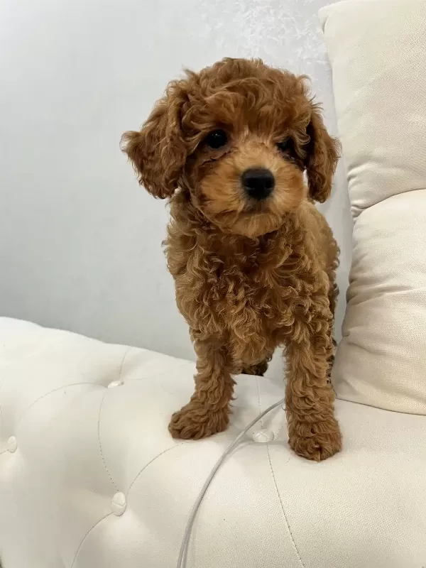 Aşıları Tam 2.5 Aylık Yavru Toy Poodle'lar