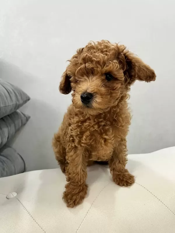 Aşıları Tam 2.5 Aylık Yavru Toy Poodle'lar