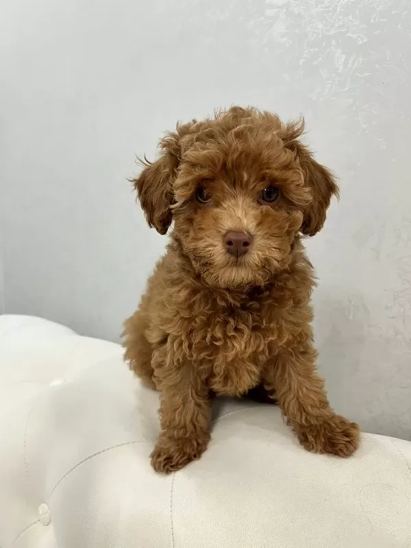 Aşıları Tam 2.5 Aylık Yavru Toy Poodle'lar