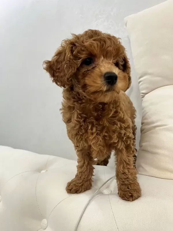 Yavru Toy Poodle Dişi Erkek