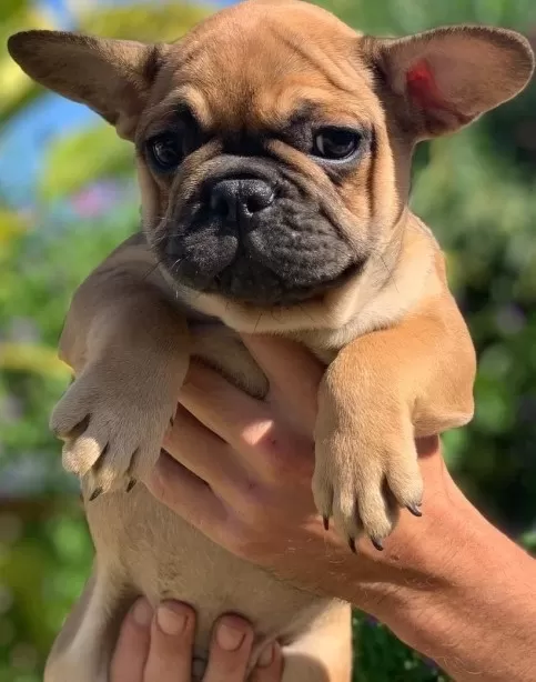 Fawn French Bulldog Yavruları