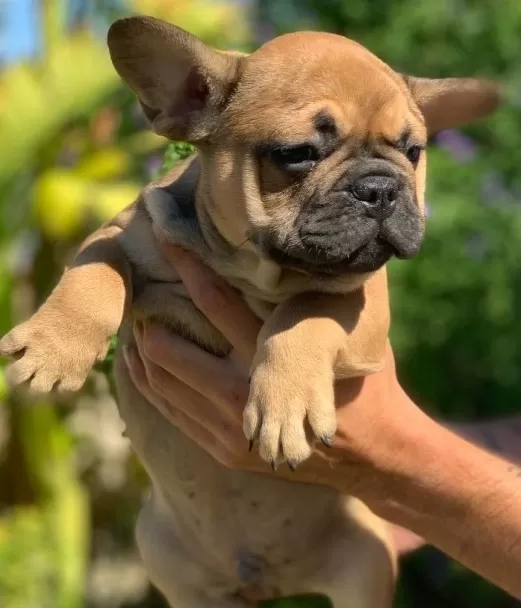 Fawn French Bulldog Yavruları