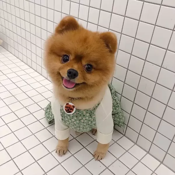 2 Yaşında Teddy Bear Pomeranian