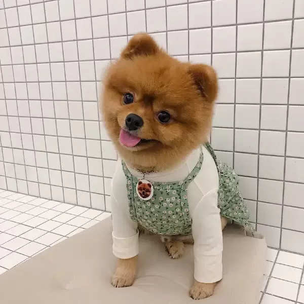2 Yaşında Teddy Bear Pomeranian