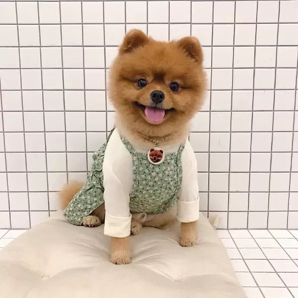 2 Yaşında Teddy Bear Pomeranian