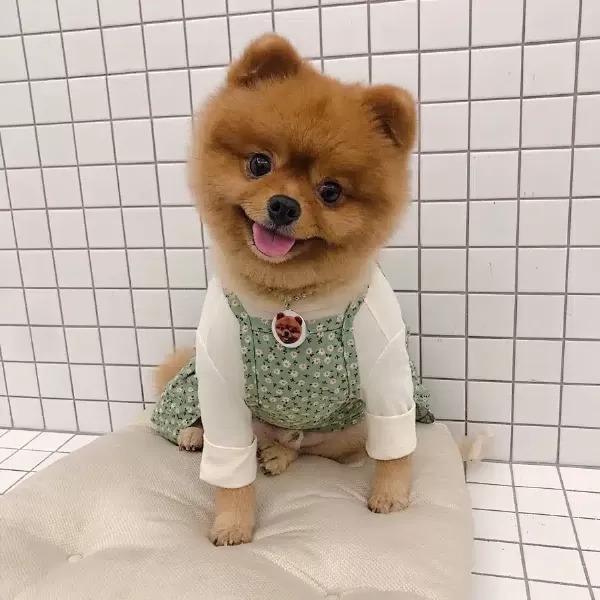 2 Yaşında Teddy Bear Pomeranian