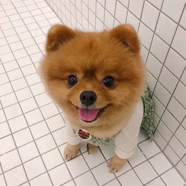 2 Yaşında Teddy Bear Pomeranian