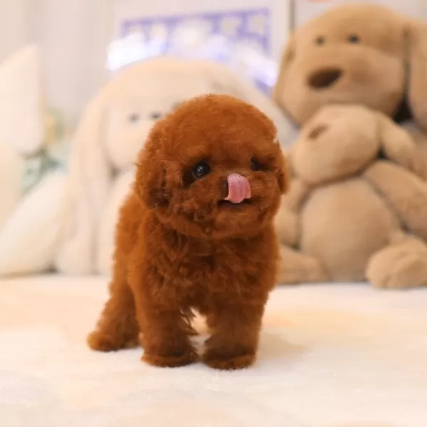 Boncuk Suratli Ozel Korean Toy Poodle Bebişlerimiz