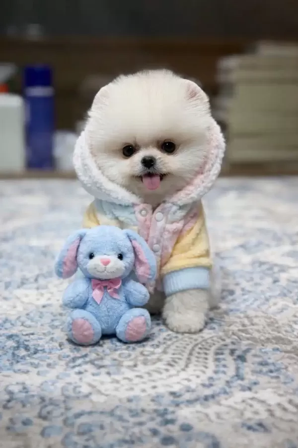 Orjinal Pomeranian Boolar