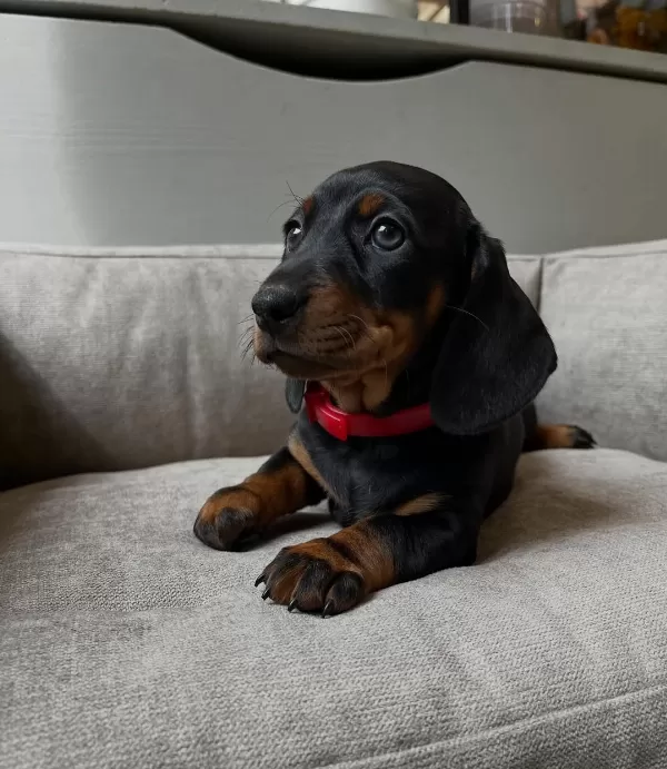 Irk Garantili Dachshund Yavruları