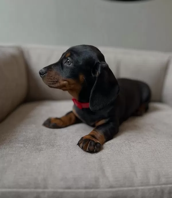Irk Garantili Dachshund Yavruları