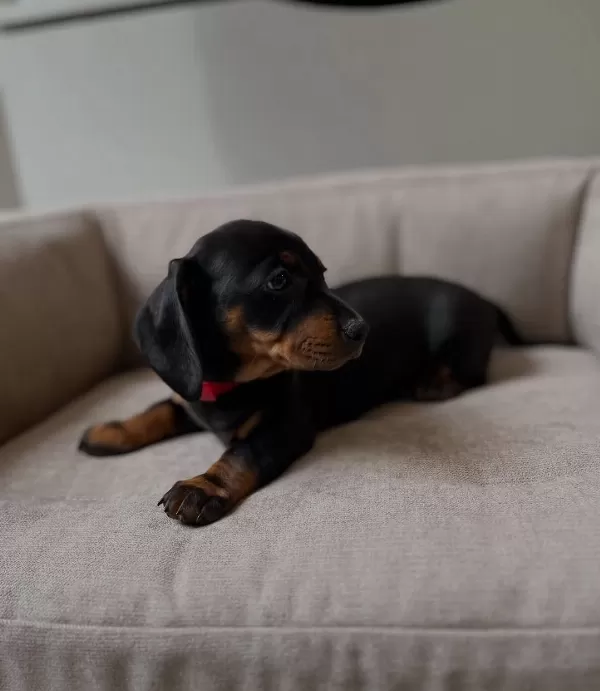 Irk Garantili Dachshund Yavruları