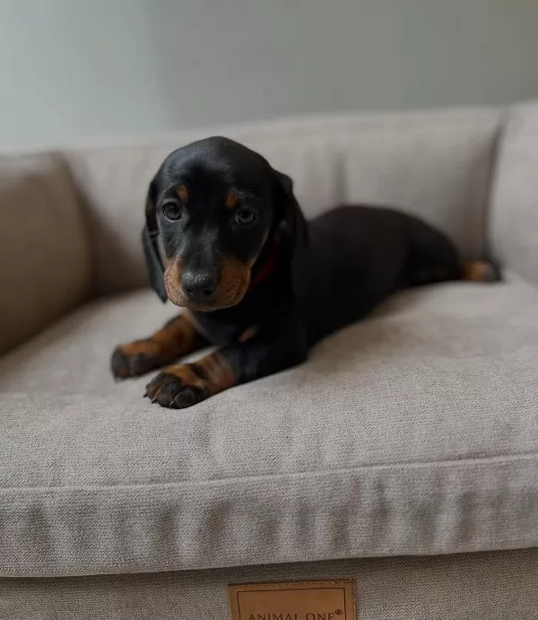 Irk Garantili Dachshund Yavruları