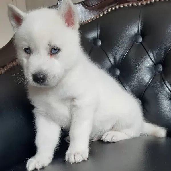 Beyaz Husky Sibirya Yavruları