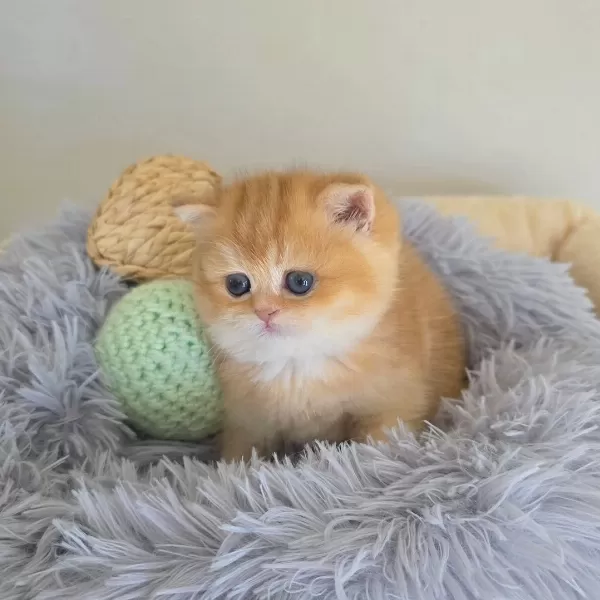 British Shorthair Yavruları