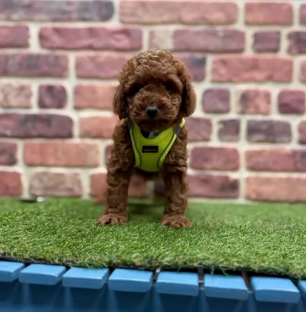 Orjinal Poodle Yavruları
