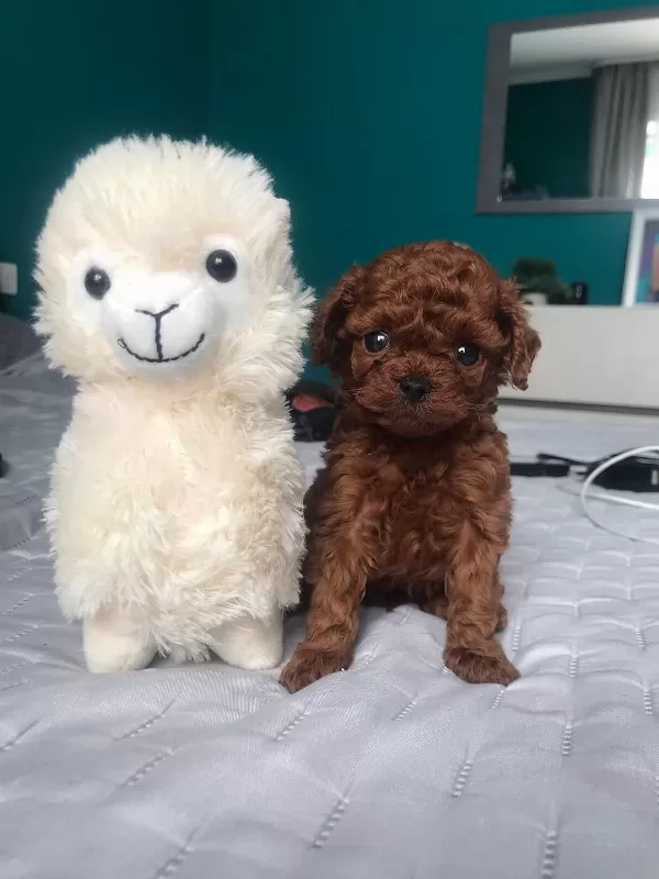 Dünya Tatlısı Toy Poodle Yavruları