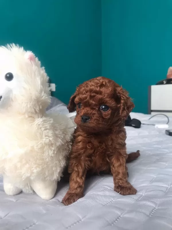 Dünya Tatlısı Toy Poodle Yavruları