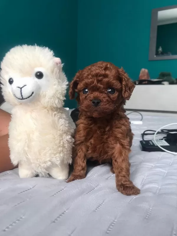 Dünya Tatlısı Toy Poodle Yavruları