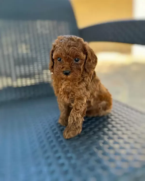 Toy Poodle Yavruları