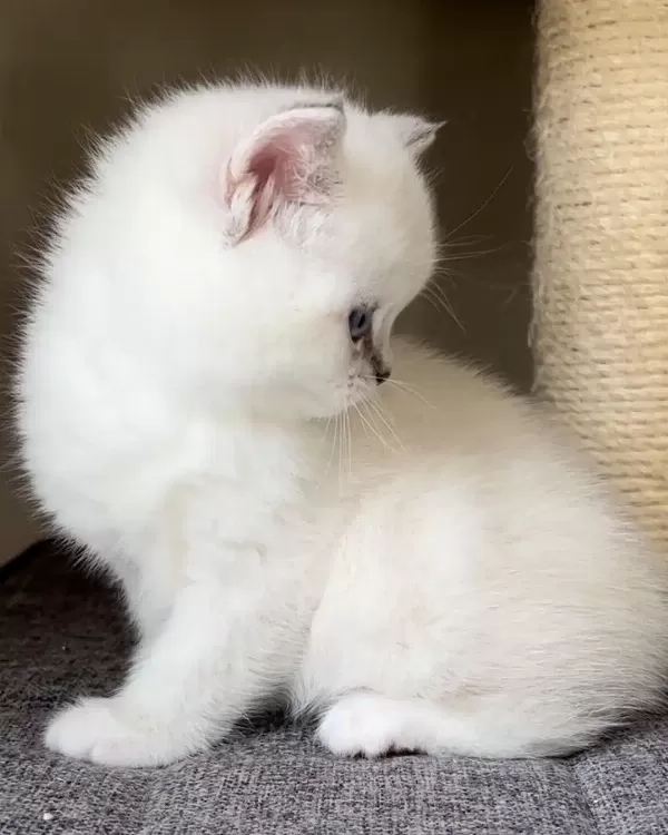 British Shorthair Yavruları