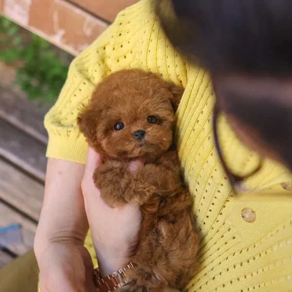 Masum Ve Tatli Ozel Toy Poodle Bebeklerimiz