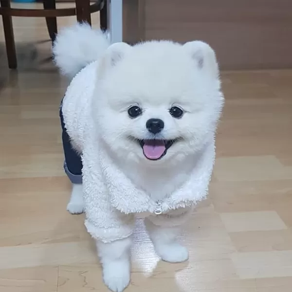 Özel Pomeranian Boo Yavruları