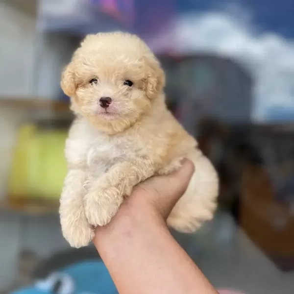 Irkının En İyi Örneği Maltipoo Yavruları