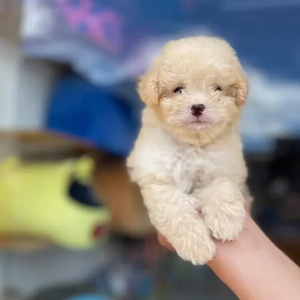 Irkının En İyi Örneği Maltipoo Yavruları