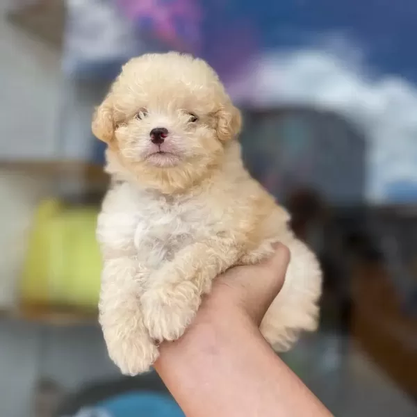 Irkının En İyi Örneği Maltipoo Yavruları