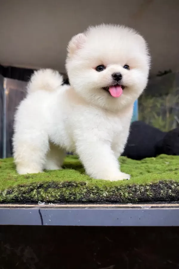 Orjinal Pomeranian Boo