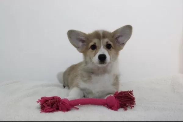 Welsh Corgi Yavruları