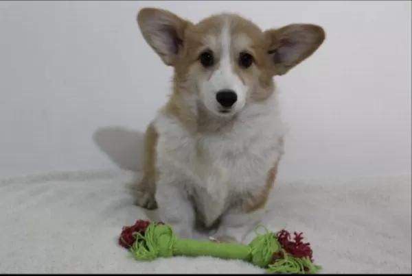 Welsh Corgi Yavruları