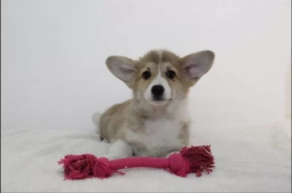Welsh Corgi Yavruları